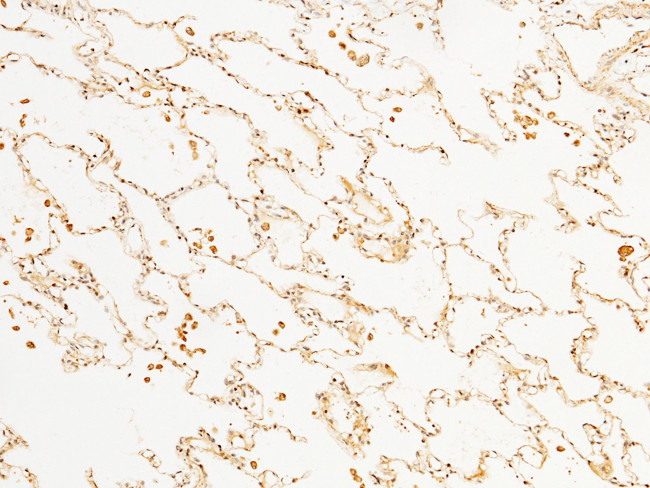 Prostasin Antibody in Immunohistochemistry (Paraffin) (IHC (P))