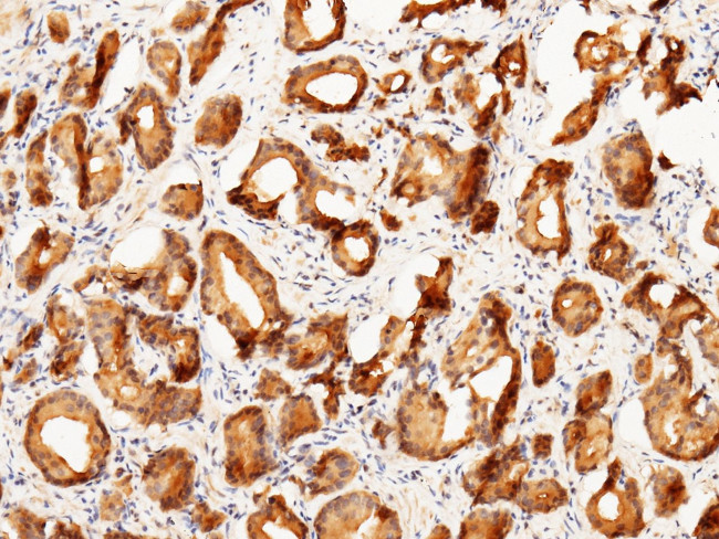 Prostasin Antibody in Immunohistochemistry (Paraffin) (IHC (P))