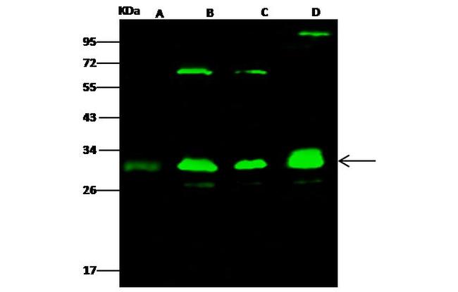 PSMA3 Antibody in Western Blot (WB)