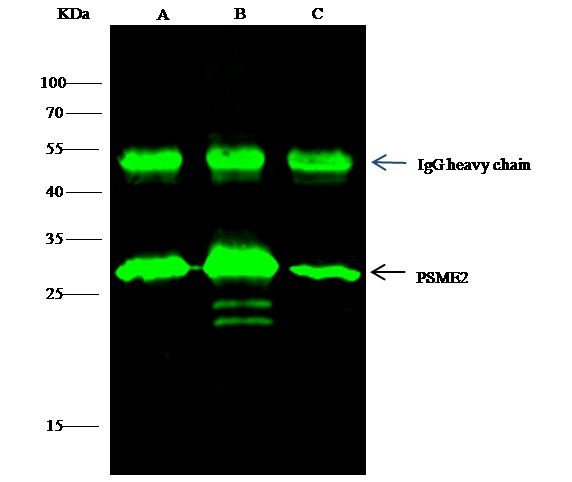 PSME2 Antibody in Immunoprecipitation (IP)