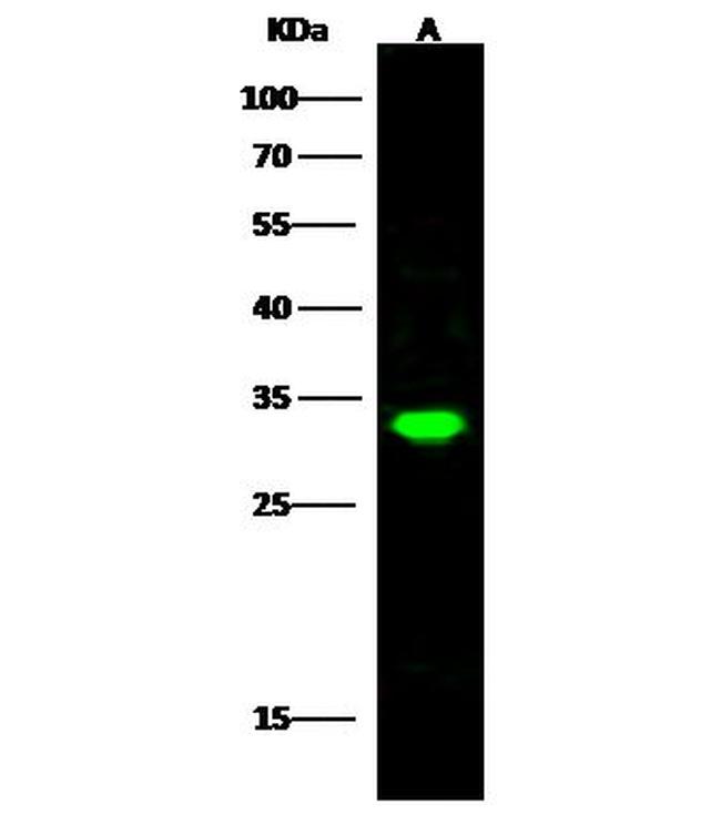 PSME2 Antibody in Western Blot (WB)