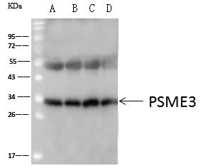 PSME3 Antibody in Immunoprecipitation (IP)