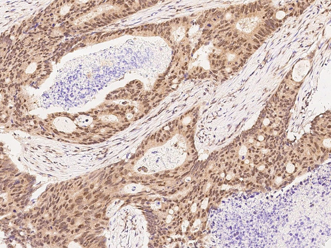 p23 Antibody in Immunohistochemistry (Paraffin) (IHC (P))