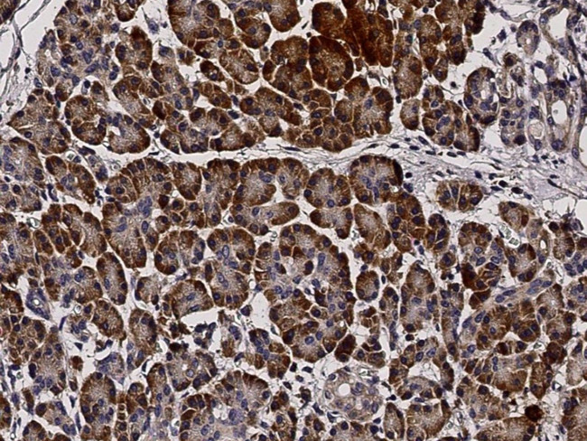 PTPMT1 Antibody in Immunohistochemistry (Paraffin) (IHC (P))