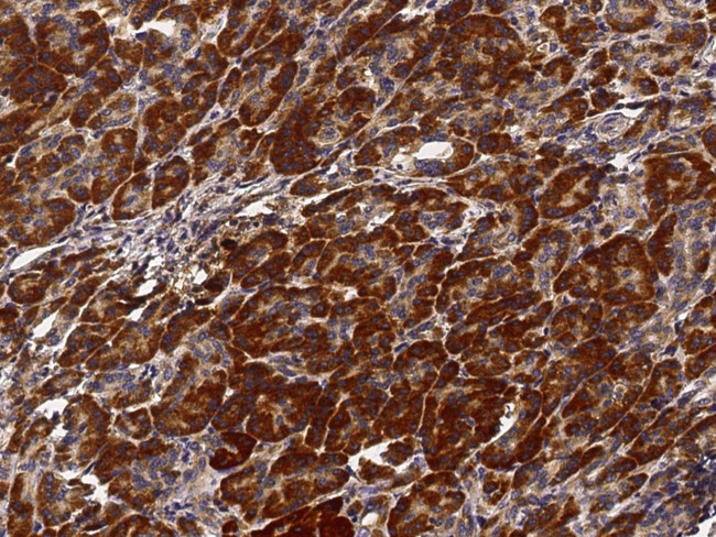 PTPMT1 Antibody in Immunohistochemistry (Paraffin) (IHC (P))