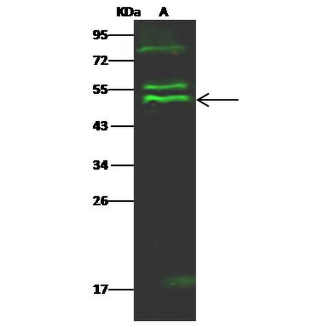 PTPN2 Antibody in Western Blot (WB)