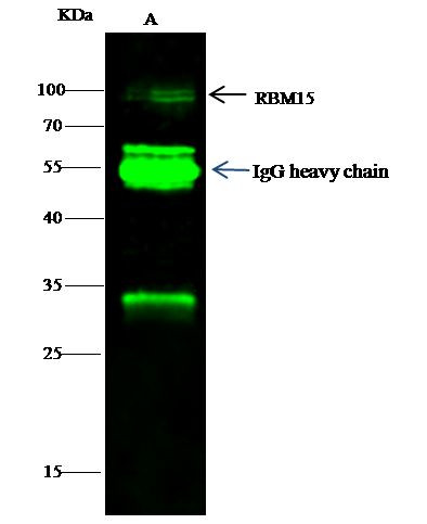 RBM15 Antibody in Immunoprecipitation (IP)