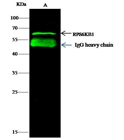 p70 S6 Kinase Antibody in Immunoprecipitation (IP)