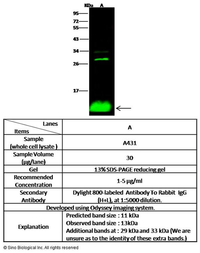 S100A2 Antibody in Western Blot (WB)