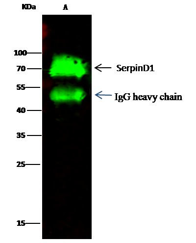 Heparin Cofactor II Antibody in Immunoprecipitation (IP)