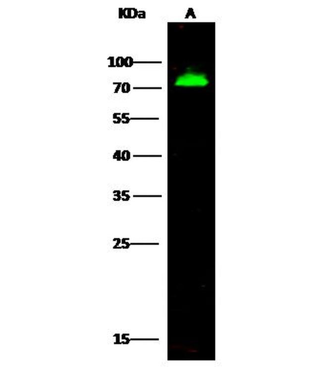 Heparin Cofactor II Antibody in Western Blot (WB)