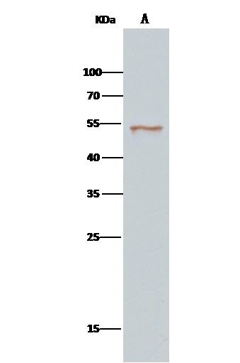 SETD7 Antibody in Immunoprecipitation (IP)