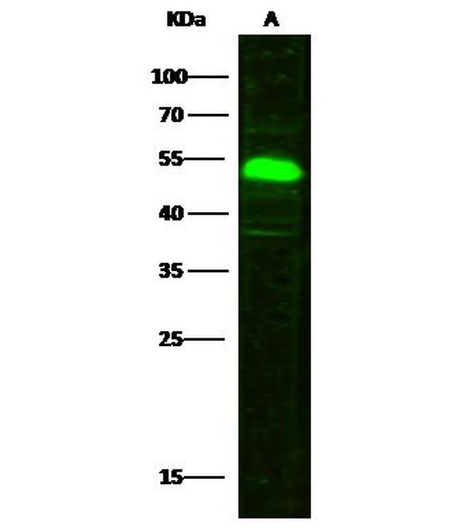 SETD7 Antibody in Western Blot (WB)