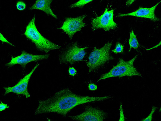 14-3-3 sigma Antibody in Immunocytochemistry (ICC/IF)