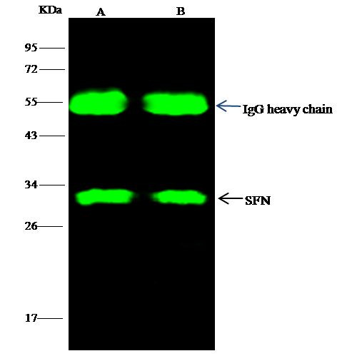 14-3-3 sigma Antibody in Immunoprecipitation (IP)