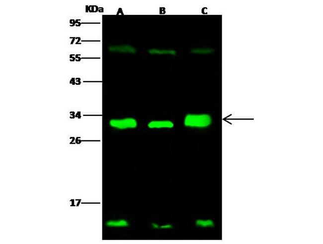 14-3-3 sigma Antibody in Western Blot (WB)