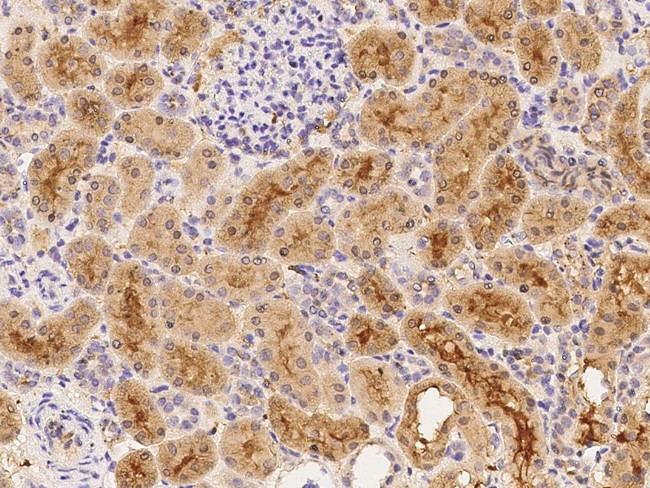 SFRP1 Antibody in Immunohistochemistry (Paraffin) (IHC (P))