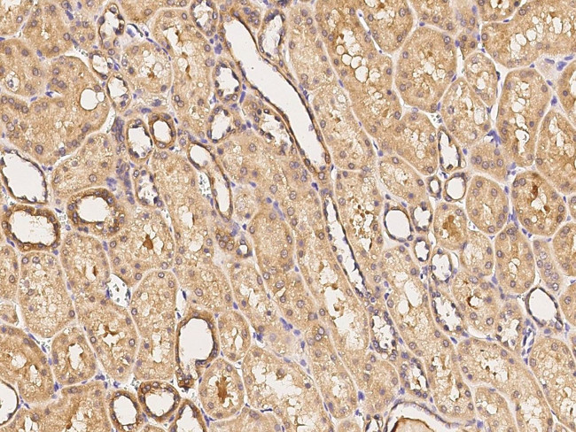 SIPA1 Antibody in Immunohistochemistry (Paraffin) (IHC (P))