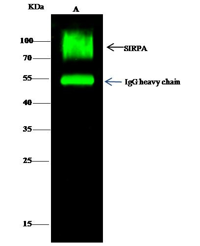 SIRP alpha Antibody in Immunoprecipitation (IP)