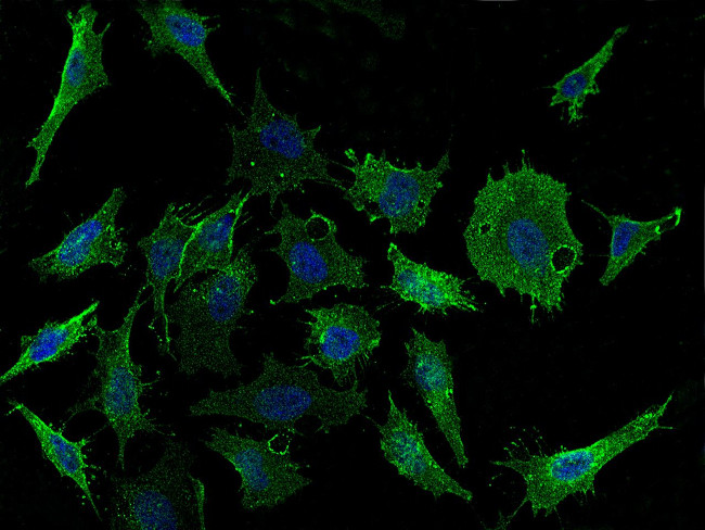 CD98 Antibody in Immunocytochemistry (ICC/IF)