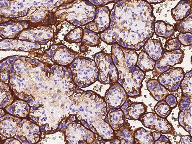 CD98 Antibody in Immunohistochemistry (Paraffin) (IHC (P))