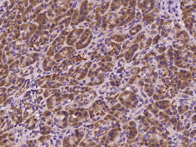 SOCS4 Antibody in Immunohistochemistry (Paraffin) (IHC (P))