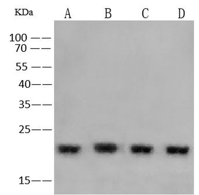 SOD1 Antibody in Western Blot (WB)