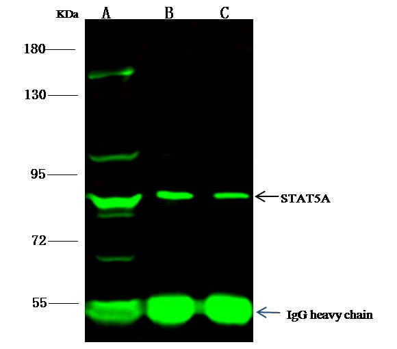 STAT5 alpha Antibody in Immunoprecipitation (IP)