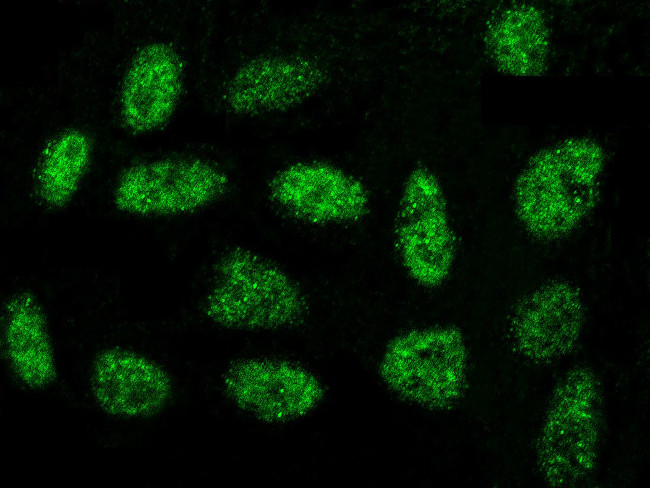 OBFC1 Antibody in Immunocytochemistry (ICC/IF)