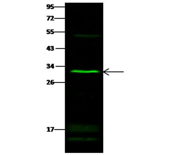 SULT1E1 Antibody in Western Blot (WB)