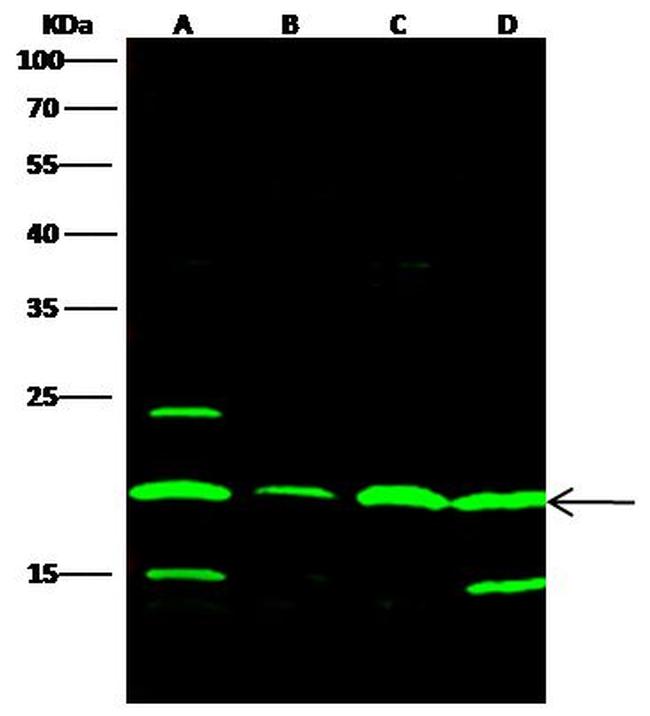 SUMO1 Antibody in Western Blot (WB)