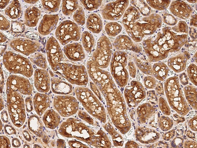 TAZ Antibody in Immunohistochemistry (Paraffin) (IHC (P))