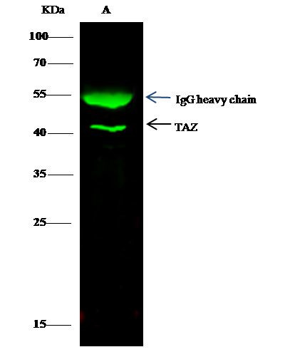 TAZ Antibody in Immunoprecipitation (IP)