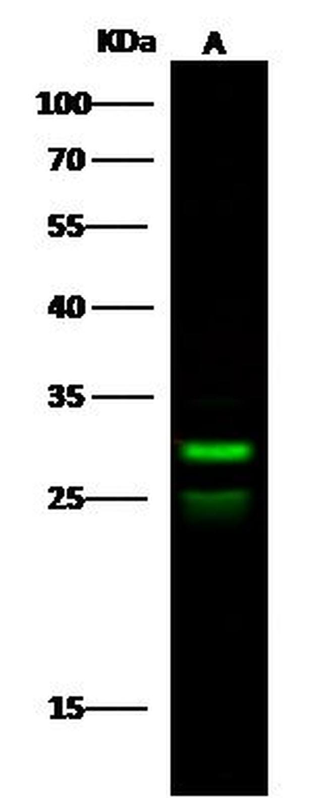 TFPI2 Antibody in Western Blot (WB)