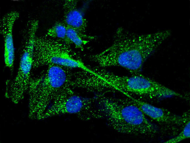 Thyroid Peroxidase Antibody in Immunocytochemistry (ICC/IF)