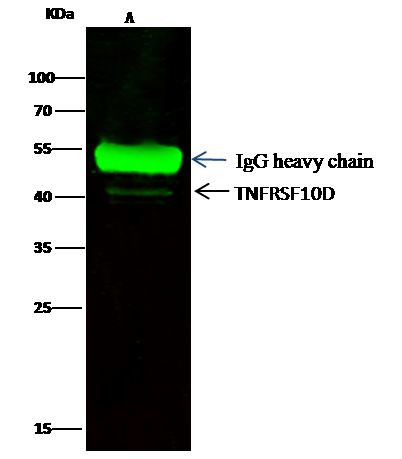 CD264 (TRAIL-R4) Antibody in Immunoprecipitation (IP)