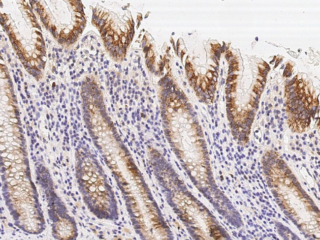 TRAIL Antibody in Immunohistochemistry (Paraffin) (IHC (P))