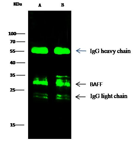 BAFF Antibody in Immunoprecipitation (IP)