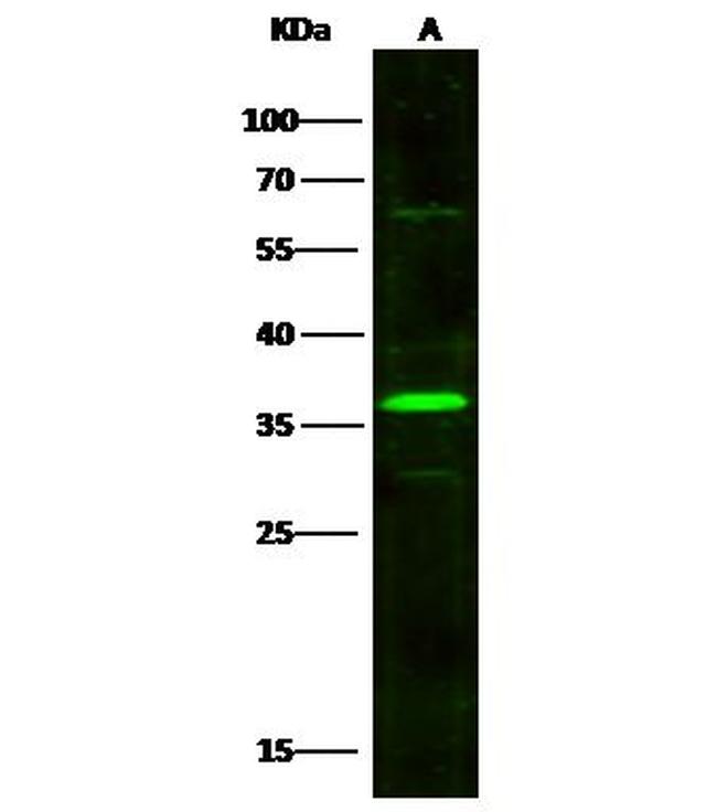 BAFF Antibody in Western Blot (WB)