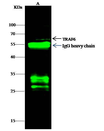 TRAF6 Antibody in Immunoprecipitation (IP)