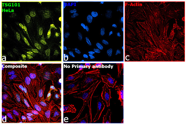 TSG101 Antibody in Immunocytochemistry (ICC/IF)