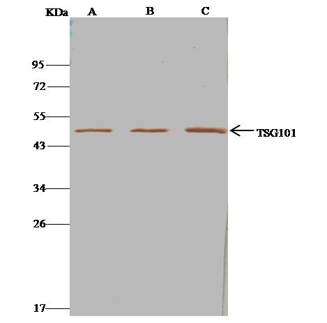 TSG101 Antibody in Immunoprecipitation (IP)