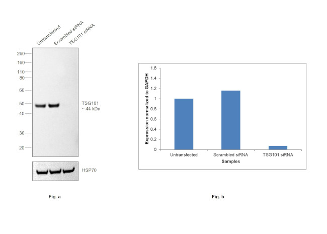 TSG101 Antibody