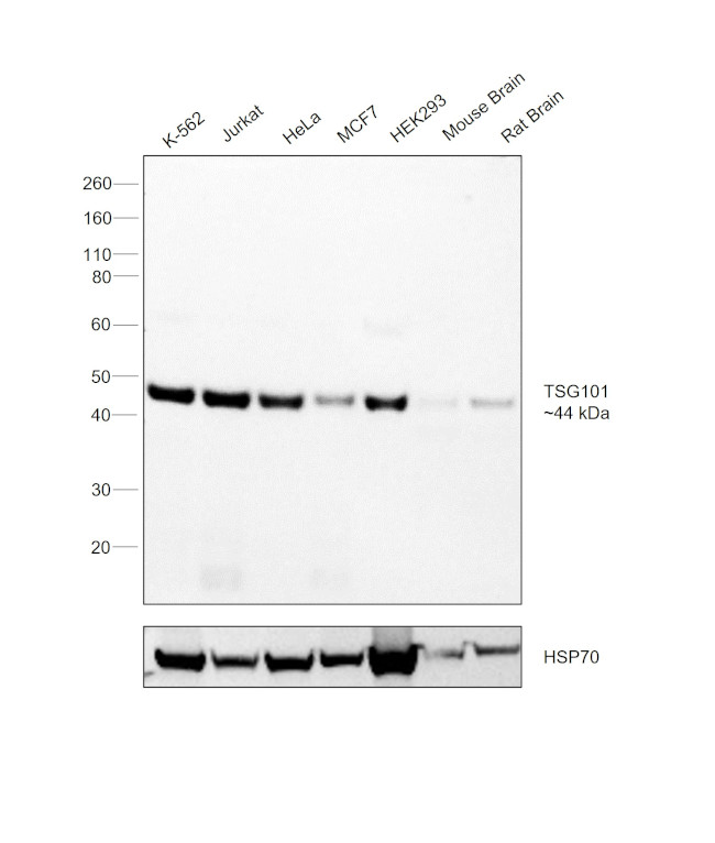 TSG101 Antibody in Western Blot (WB)