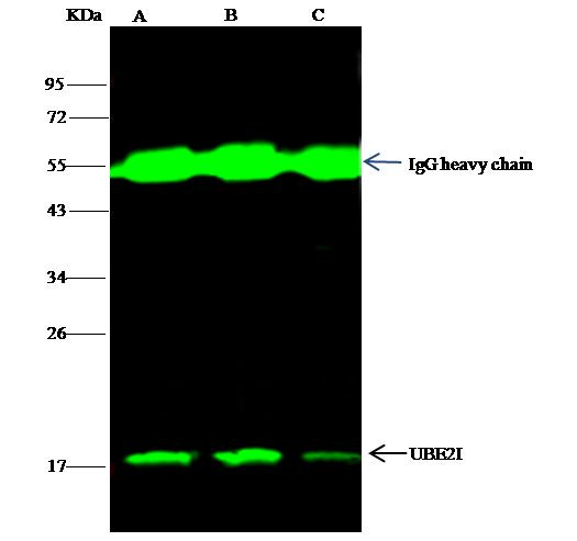 UBC9 Antibody in Immunoprecipitation (IP)