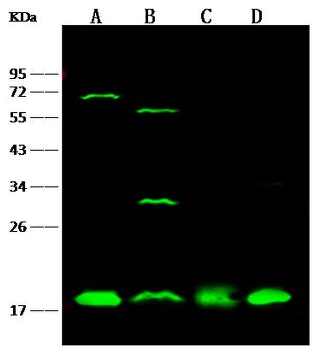 UBC9 Antibody in Western Blot (WB)