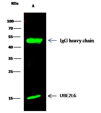 UBE2L6 Antibody in Immunoprecipitation (IP)