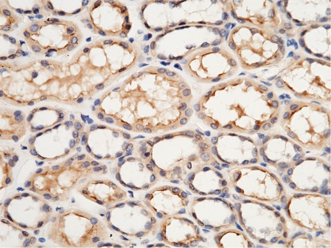 USH1C Antibody in Immunohistochemistry (Paraffin) (IHC (P))