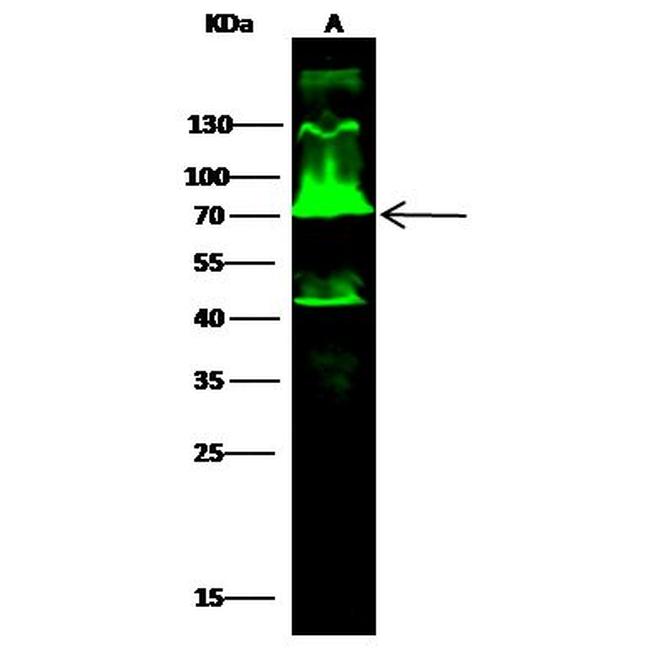 USH1C Antibody in Western Blot (WB)