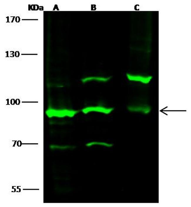 VAV1 Antibody in Western Blot (WB)